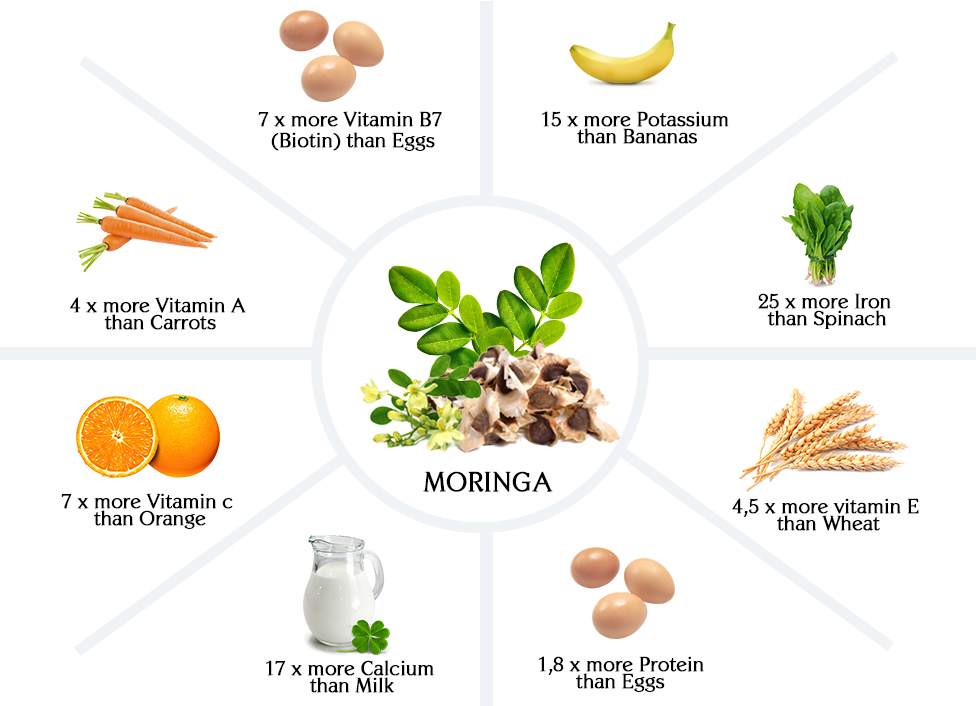 Moringa Leave